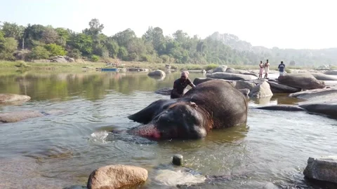 Elephant bathing at Tungabhadra River Stock Footage 148983989