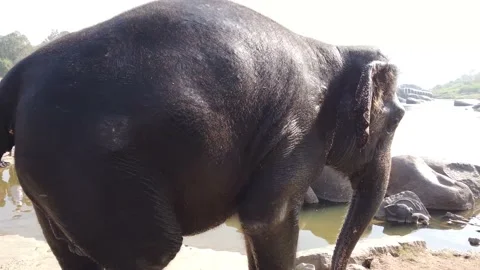 Elephant bathing at Tungabhadra River Stock Footage 148984021