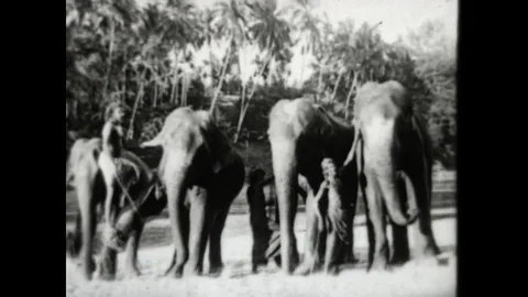 Elephant Baths Stock Footage 83634722