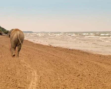 Elephant on a beach Stock Photos