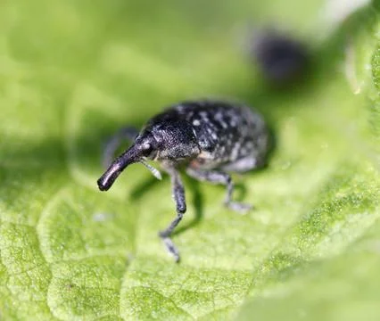 Elephant beetle Stock Photos