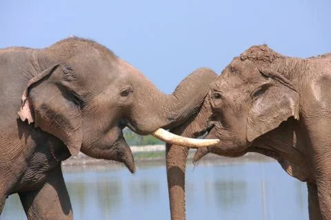 Elephant behavior Stock Photos