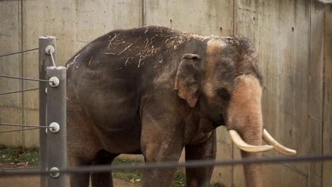 Elephant behind fence Stock Footage 151655601