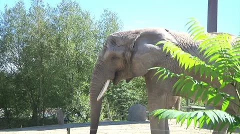 Elephant behind a fern Video stock 8917827