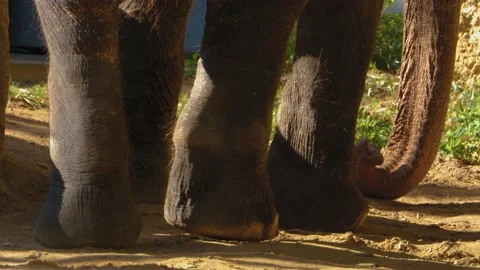 Elephant from behind Stock Footage 135918425