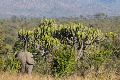 Elephant behind 스톡 사진