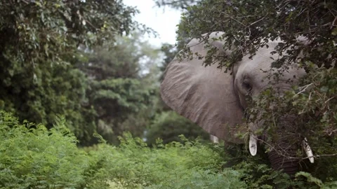 Elephant behind tree Видео 261378787