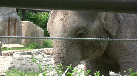 Elephant Behind Wire Fence Stock Footage