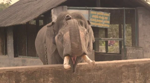 Elephant being angry Stock Footage 60822142