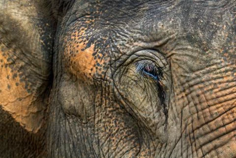 Elephant being held Foto stock