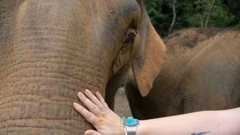 Elephant Being Stroked Stock Footage 120545975