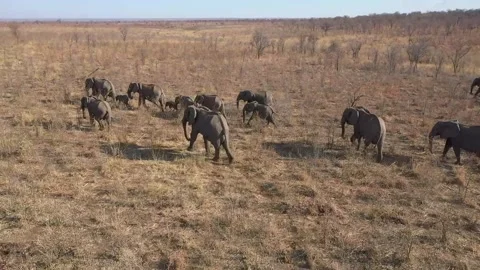 Elephant big herd Drone Vídeos de archivo 168323539