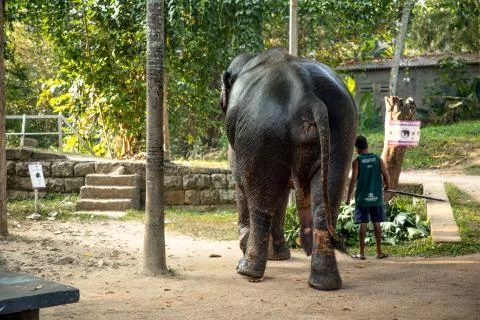 Elephant with a big limb Stock Photos