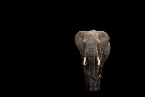 Elephant with a black background Stock Photos
