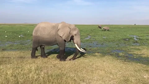 Elephant blowing sand close up shot in a park Stock Footage 155648347