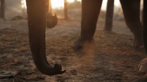 Elephant blows dust with its trunk Nepal Stock Footage 91055161