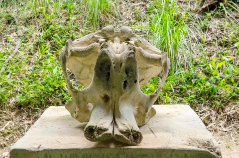 Elephant bone Stock Photos