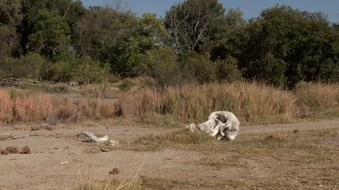 Elephant bones in African bush Video stock 84706985