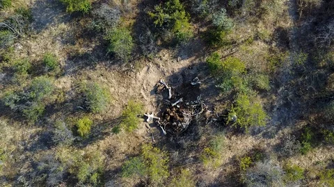 Elephant bones in the vast African wilderness, Aerial Top View Pull Back Stock Footage