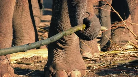Elephant Breaking Up Branch With Trunk 스톡 동영상 48250323