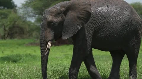 Elephant with broken tusks Stock Footage 11302845