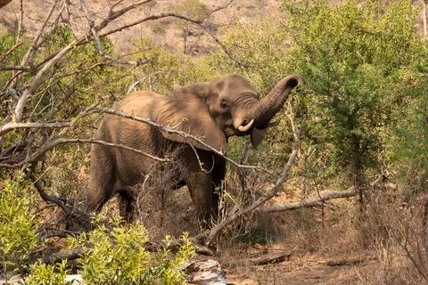Elephant Browsing with raised trunk in South Africa Stock Photos