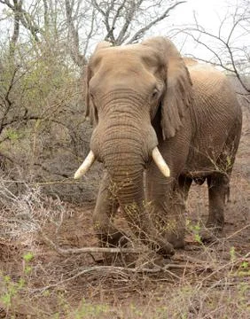 Elephant in the brush Foto stock