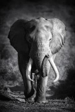 Elephant bull (artistic processing) Foto stock