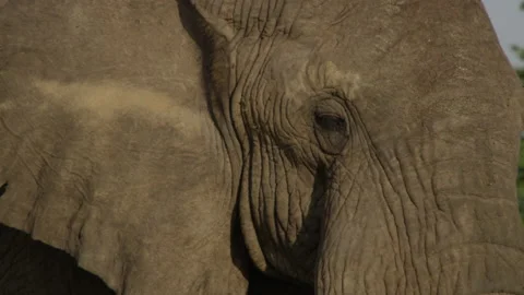 Elephant Bull close up Stock Footage 143715211