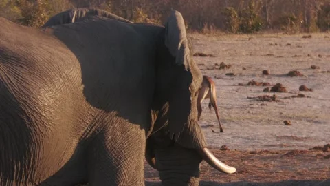 Elephant bull drinking. Stock Footage 284946586