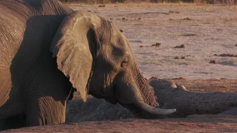 Elephant bull drinking. Stock Footage 284946654