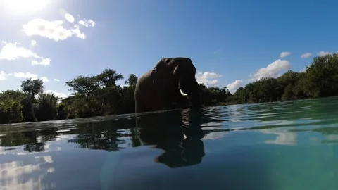 Elephant Bull Drinking out of Pool in Phinda Game Reserve, South Africa 動画素材 340201621