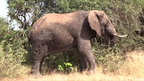 Elephant bull Stock Footage 143528771
