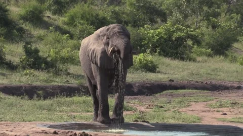 Elephant Bull Stock Footage 143531831