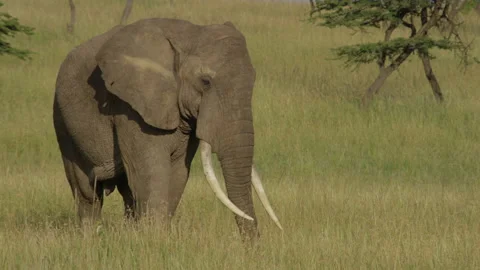 Elephant Bull in the Mara Stock Footage 143690974