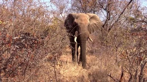 Elephant Bull Mock Charge Stock Footage 69766720