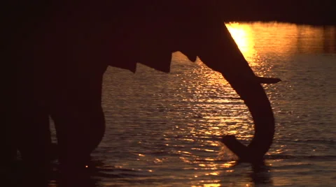 Elephant bull in silhouette drinking from river at sunset Stock Footage 46375558