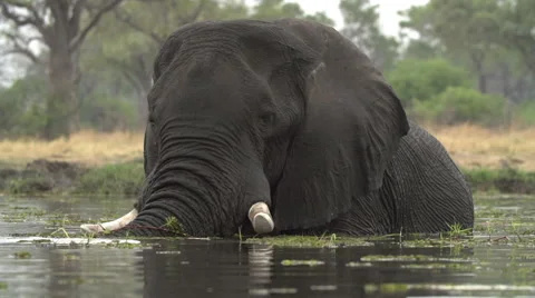 Elephant bull swimming and cooling off in river in the Okavango Delta Stock Footage