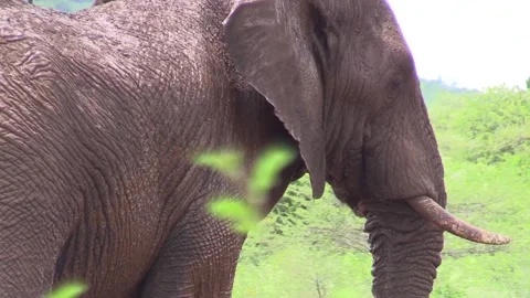 Elephant bull taking mud bath Stock Footage 165693872