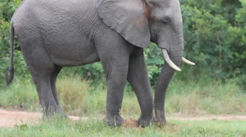 Elephant bull throwing dust on its back Stock Footage 41638710