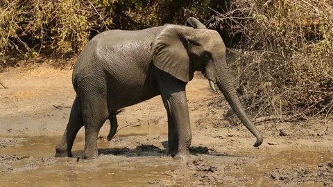 Elephant bull throws dirt on self Stock-Footage 119240474