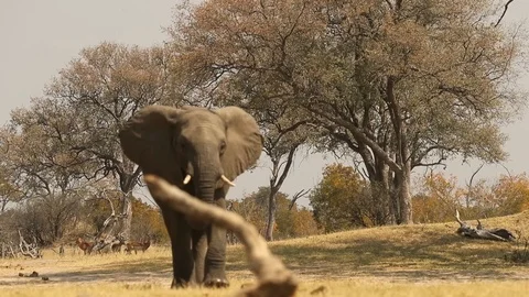 Elephant bull walking toward camera 스톡 동영상 119239754