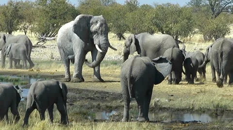 Elephant bull watching his herd arriving at a waterhole Stock Footage