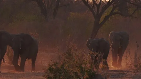 Elephant bulls emerging from tree-line Stock Footage 284947073