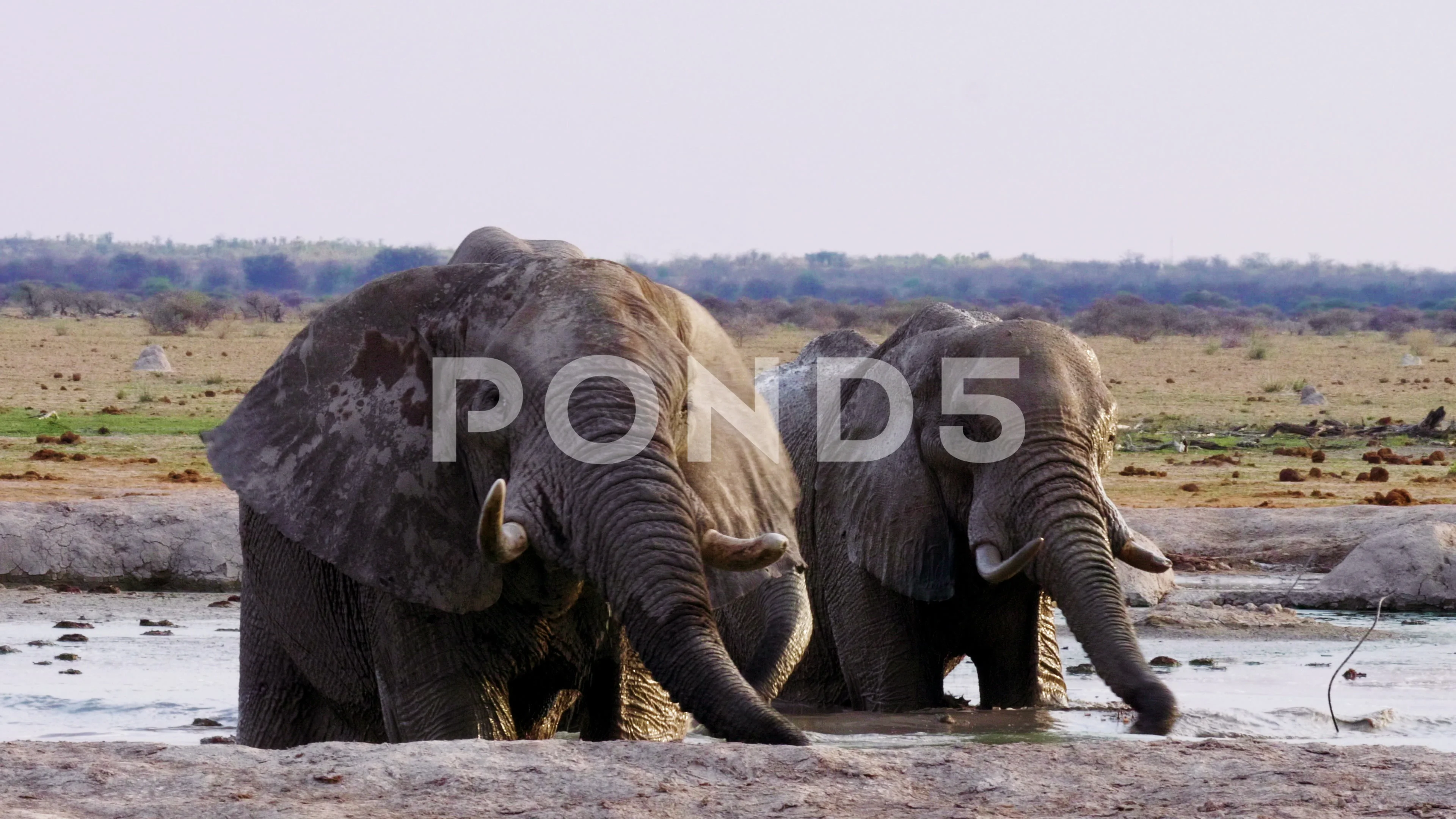 elephant flapping ears