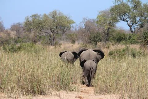 Elephant bums Stock Photos