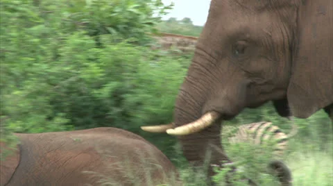 Elephant in the bush Stock Footage 25104820