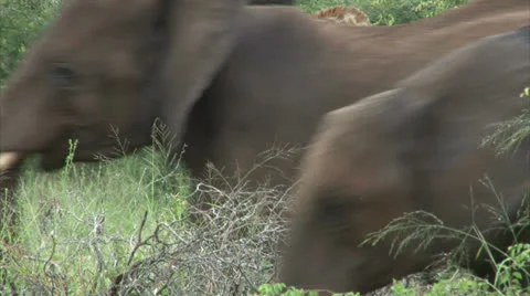 Elephant in the bush Stock Footage 25104968