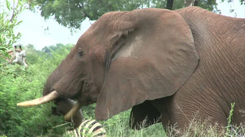 Elephant in the bush Stock-Footage 25106245