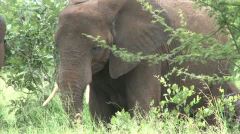 Elephant in the bush Stock Footage 25106849
